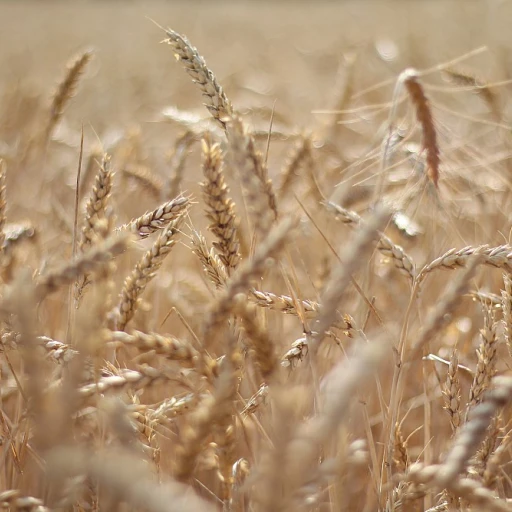 Le trésor culinaire des haricots de Soissons
