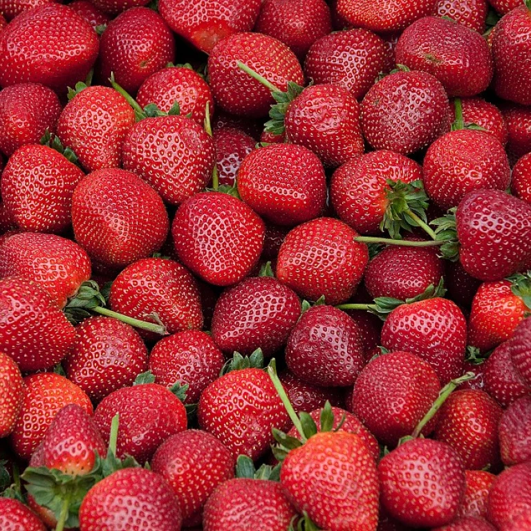 L'importance des caisses en polystyrène dans l'industrie alimentaire