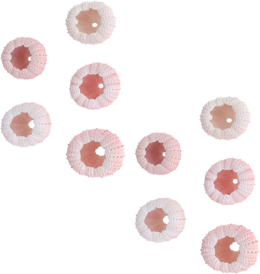 Lot de 10 Coquilles d'Oursin Naturelles pour Décoration Jardinière en Coquille d'Oursin Support pour Plantes Aériennes Ornements de Table Décoration Marine