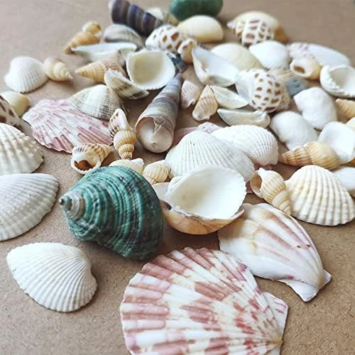 100g Shell est Mixte, Coquillages Naturels, Coquillages de Plage, Palourdes Artisanales, Coquillages Déco, pour Remplisseurs de Vases, Décor de Mariage de Fête à Thème de Plage Fabrication de Bougies Coquille Mixte 100g