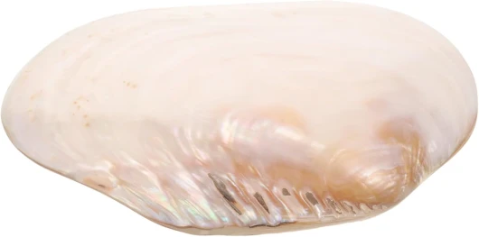 ABOOFAN Décoration de Coquille de Palourde Naturelle pour Aquarium Ornements Élégants pour Aménagement Paysager et Décor de Maison Accessoire et Polyvalent pour Réhausser Visuel des Aquariums