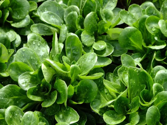 Lot de 500 Graines de Mâche Coquille de Louviers - Variété à consommer cuite ou en salade - Riche en Nutriments - 100% Naturelle - Qualité Gustative - Garantie Germination - 100% Reproductibles