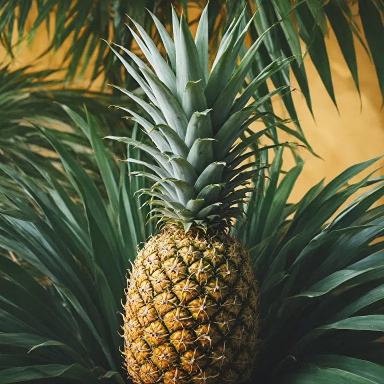 Comprendre le prix de l'ananas Victoria