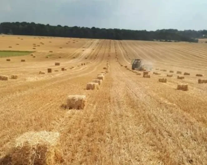 Générique Paille de blé Petit Ballot 15Kg, Naturel Produit en Normandie, Idéal Animaux
