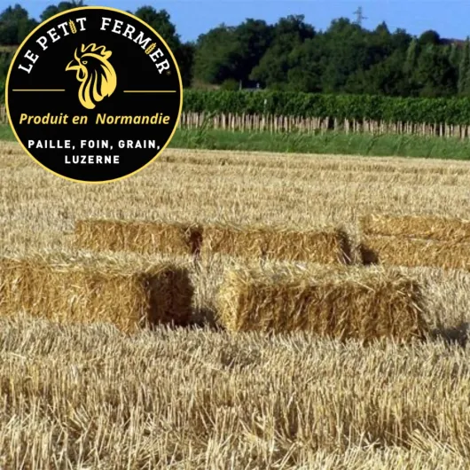 81lhYY5rf8L._AC_SL1500_