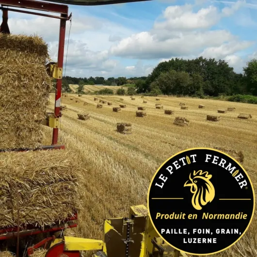 812fCWnZR1L._AC_SL1500_