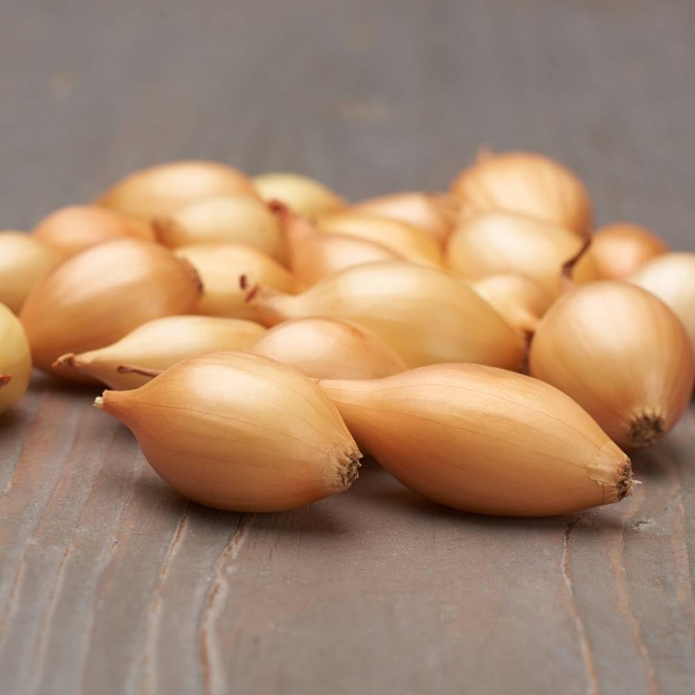 Dutch Bulbs Oignons d'hiver Shakespeare (500 g), oignon de légume doux et doux, oignon de plantation de haute qualité des Pays-Bas (pas de graines), taille des oignons de plantation 14-21 mm