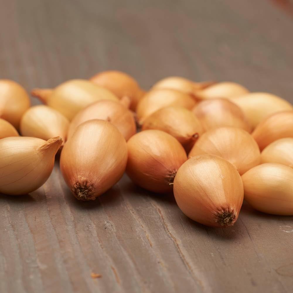 Oignons d'hiver Sturon (500 g), Oignon de légume doux et piquant, Oignons à planter de haute qualité des Pays-Bas (pas de graines), Taille des oignons à planter : 4-2 mm.