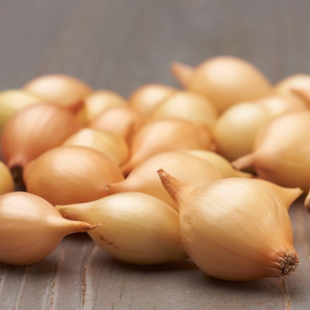 Oignons d'hiver Senshyu Yellow (500 g), oignon de légume doux et doux, oignon de plantation de haute qualité des Pays-Bas (pas de graines), taille des oignons de plantation 14-21 mm