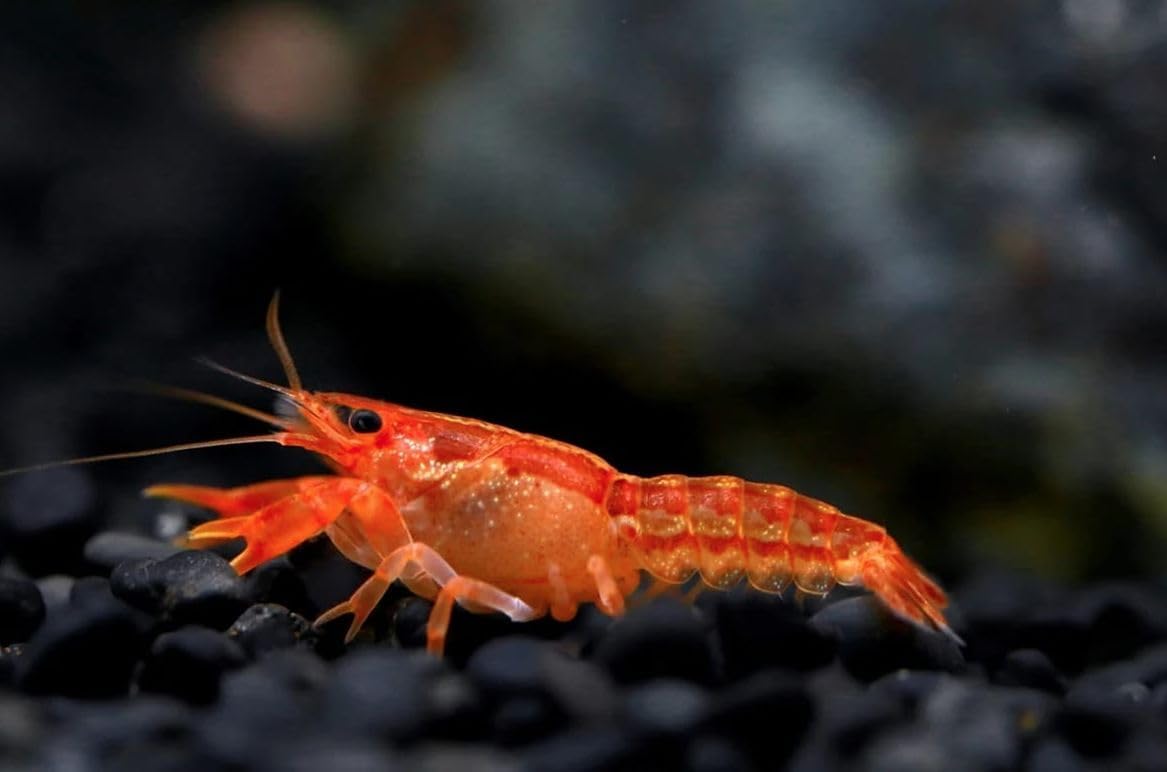 AquaBreedingSkill Lot de 2X Cambarellus patzcuarensis Orange – Écrevisses naines vivantes d’Aquarium – Plus Visibles et décoratives Que Les crevettes – Faciles à Maintenir