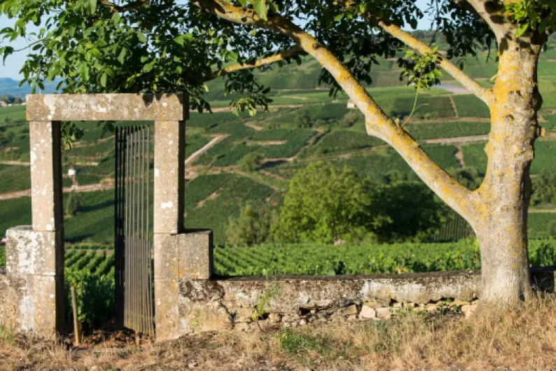 81rcIpnZWQL._AC_SL1500_