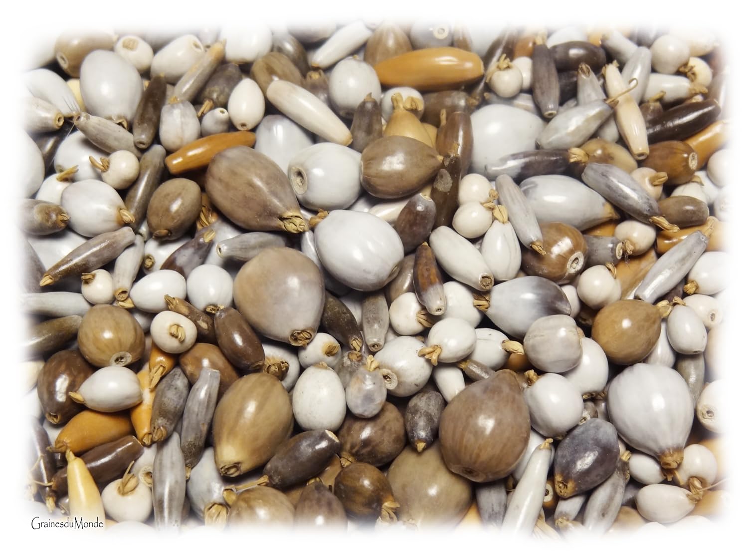 25 grammes Mélange de Larmes de Job (Coix sp.) soit environ 300 graines, espèces, tailles, formes et couleurs variées