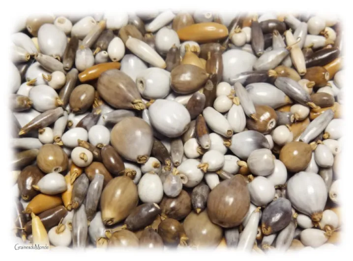 25 grammes Mélange de Larmes de Job (Coix sp.) soit environ 300 graines, espèces, tailles, formes et couleurs variées