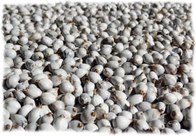 25 grammes de grosses Larmes de Job blanche (Coix lacryma jobi) soit environ 88 graines de 10mm récoltées à Madagascar