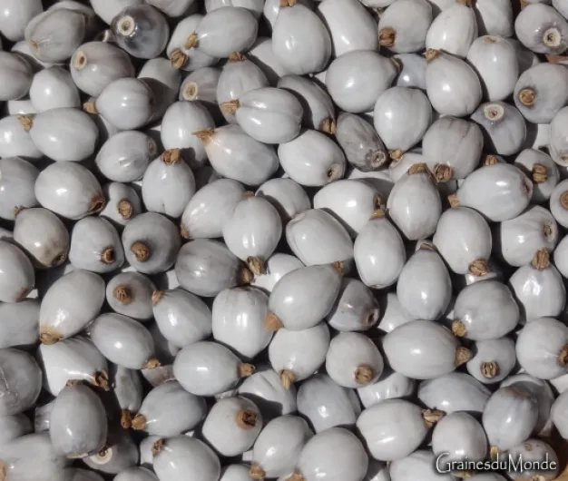 71vDZVf sGL._AC_SL1342_