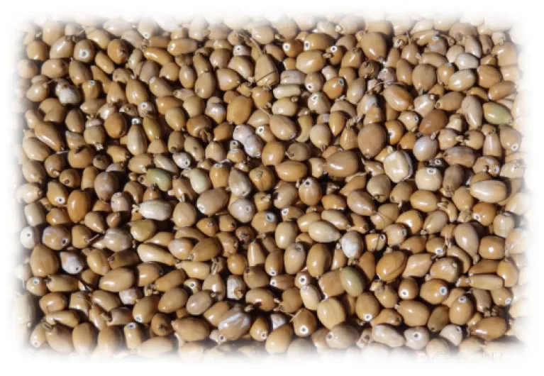 25 grammes de larmes de Job en forme de goutte de couleur paille (Coix lacryma jobi) soit environ 180 graines pré-percées