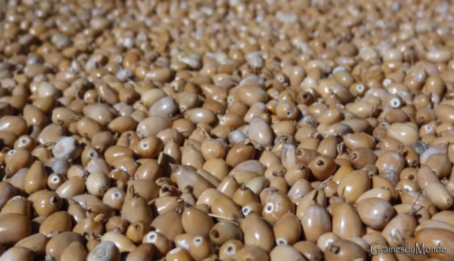 61M62O9oGwL._SL1300_