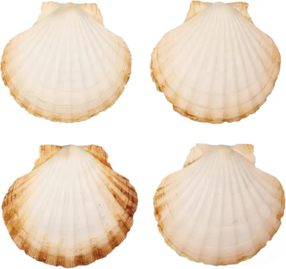 Coquilles Saint Jacques Naturelles Pack de 4/8/12/16 Unités - Coquille St Jacques pour Cuisson pour Cuisine Décoration Artisanat, Décoration Cuisine DIY (4)