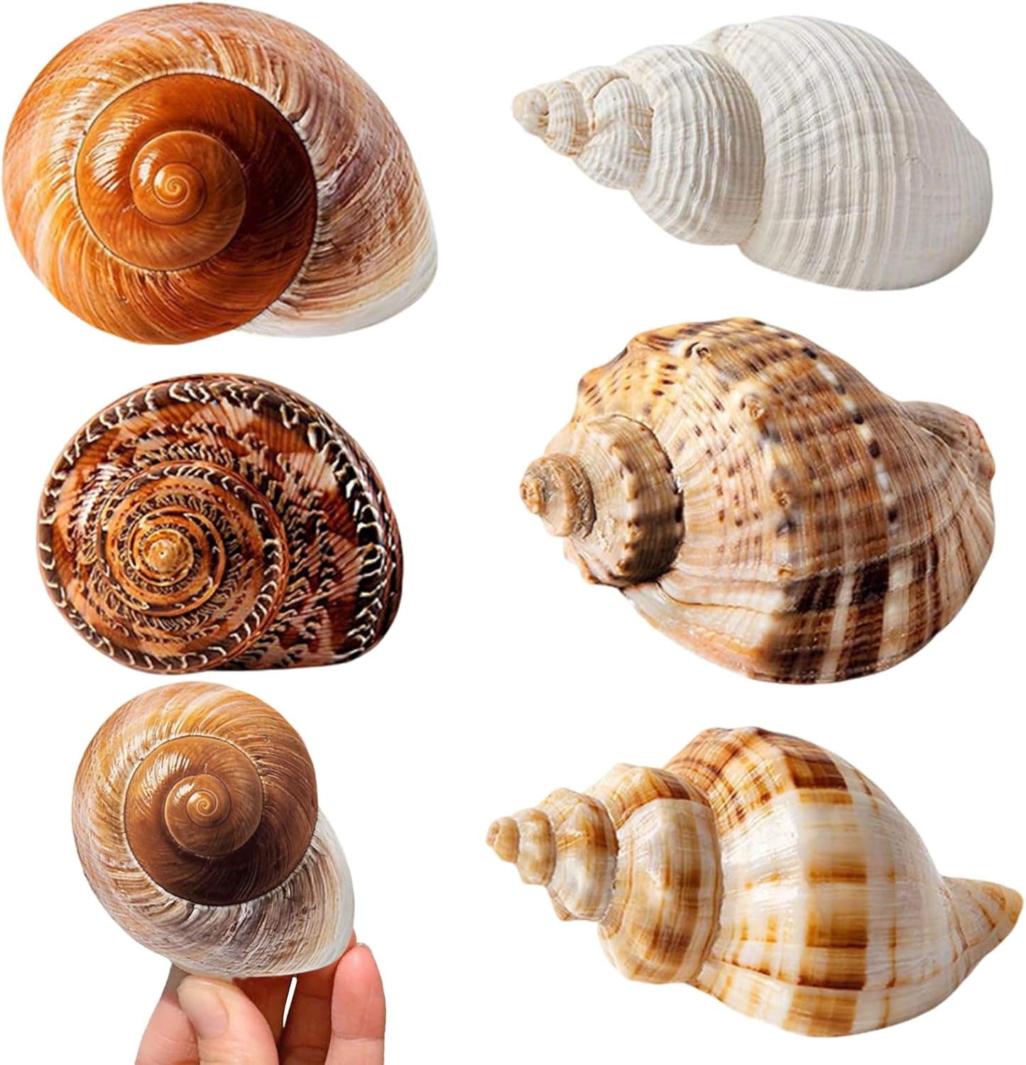 5 Pièces Coquillage Decoration Coquilles Saint Jacques Decoration Aquarium pour Faire des Bijoux Bricolage à Domicile Vase Remplissage Plage Thème Fête Mariage Travaux Manuels