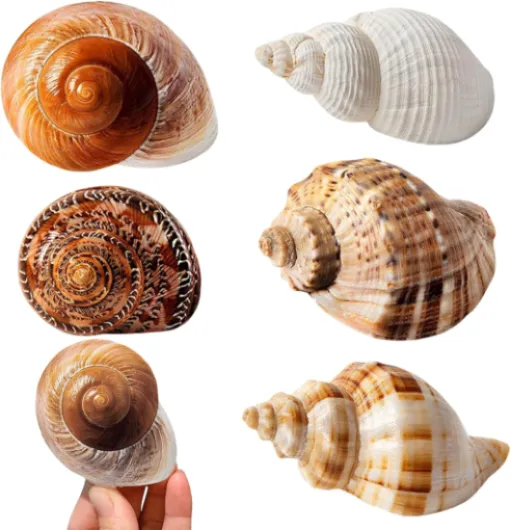 5 Pièces Coquillage Decoration Coquilles Saint Jacques Decoration Aquarium pour Faire des Bijoux Bricolage à Domicile Vase Remplissage Plage Thème Fête Mariage Travaux Manuels