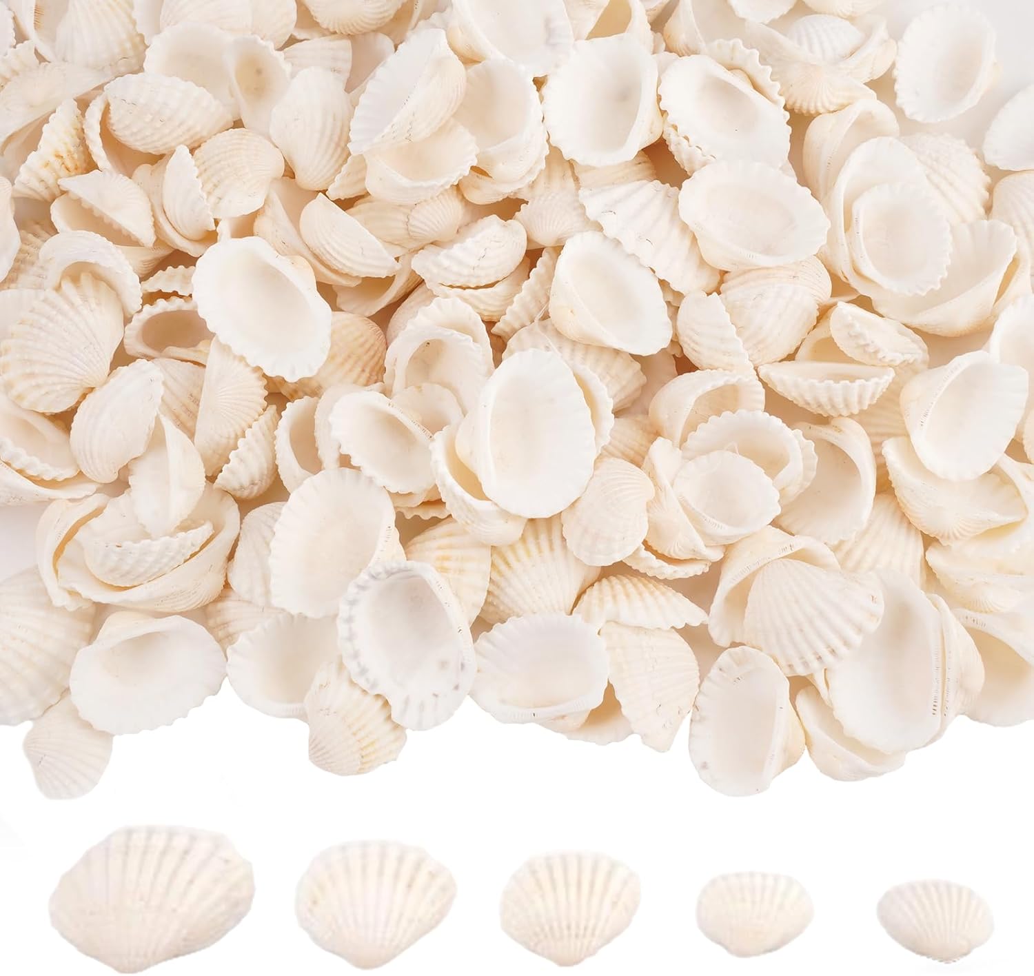 Lot de 150 Coquillage Decoration Blanches, 1.5-3 Cm pour Coquillages Naturels, Coquilles Saint Jacques, Petits Coquillages pour Décoration De Bricolage, Aquariums, Vases, Fabrication De Bijoux